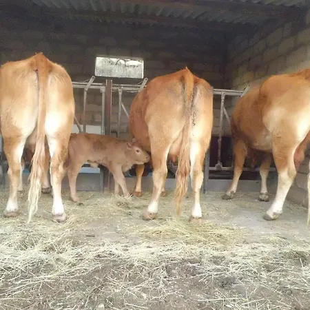 Fattoria S'imbiligu Farma Sennariolo